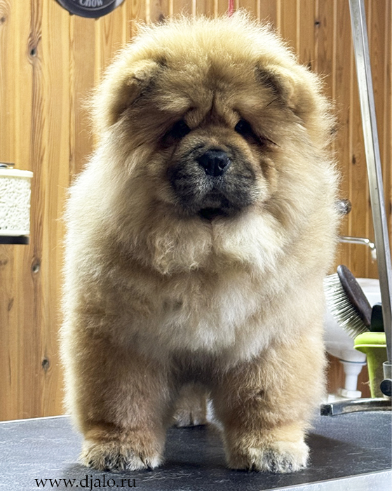 ��� ��� ����� ���� �����