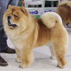 Chow-chow RENDEL DHENRY