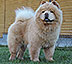 Chow-chow Laily White Djalo