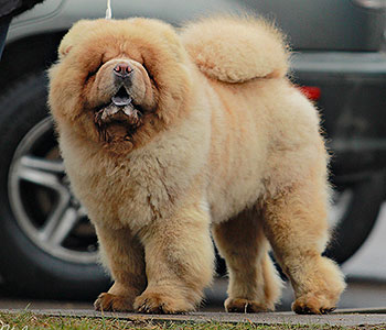 Chow-chow Relax Djalo