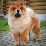 Red chow-chow Emilio Pucci Djalo
