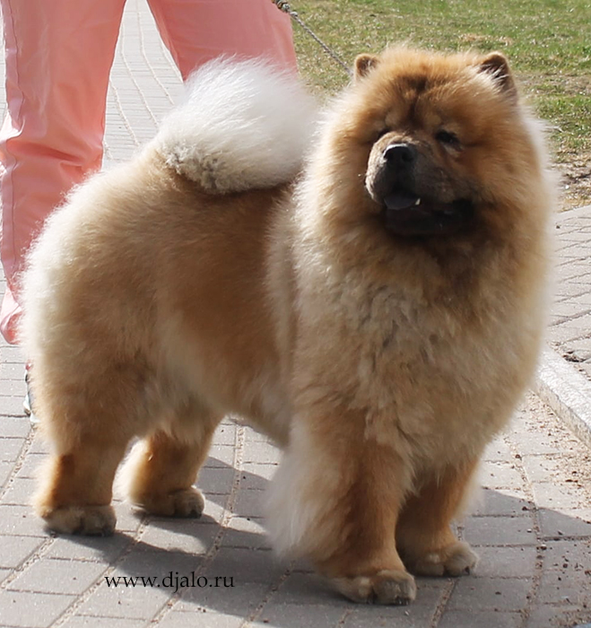 chow-chow Flaming Coquette Djalo