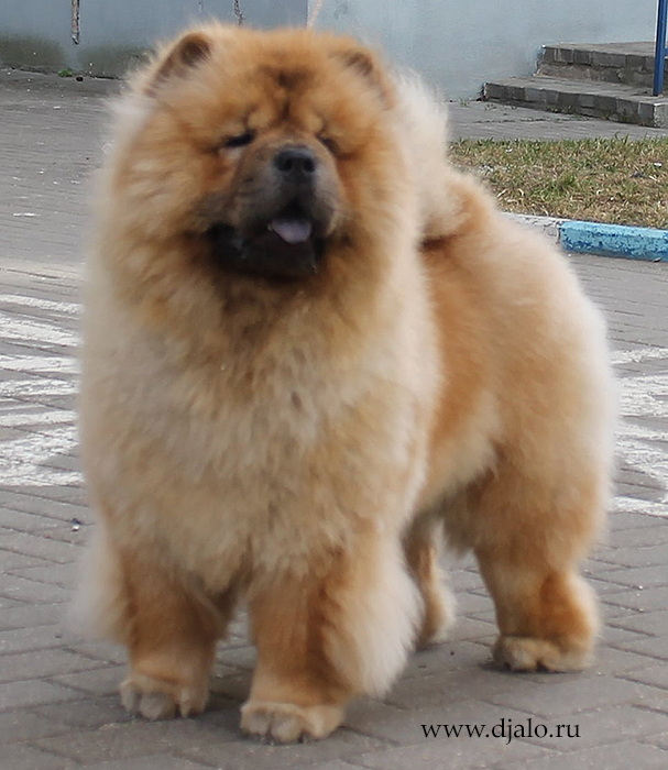 chow-chow Flaming Coquette Djalo