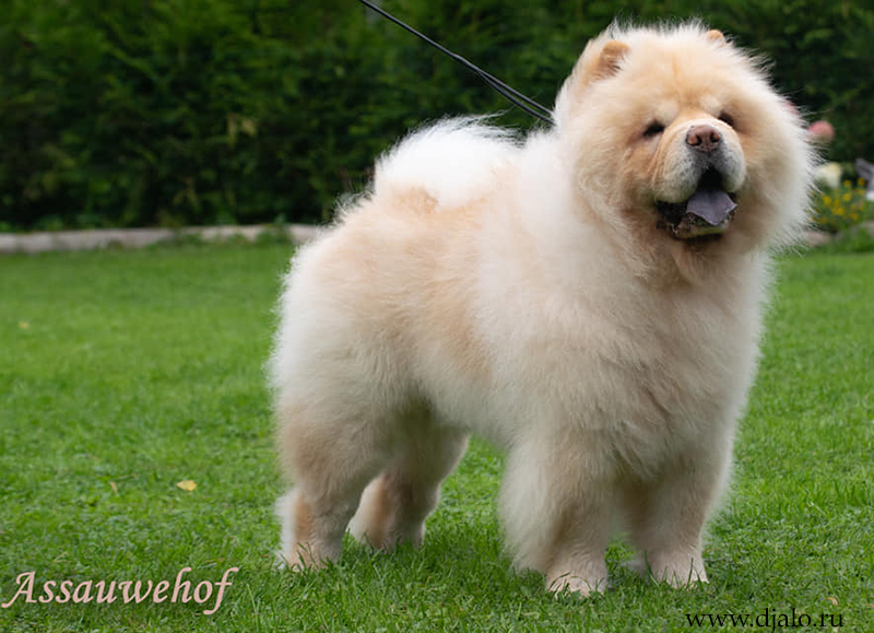 Chow-chow Fearless Heart White Snou