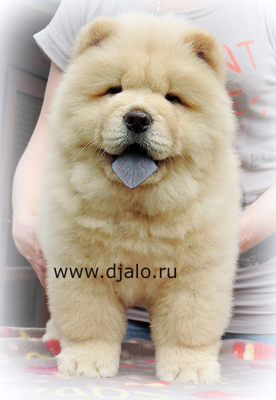 Chow-chow puppy cream girl Salute Lilly Djalo