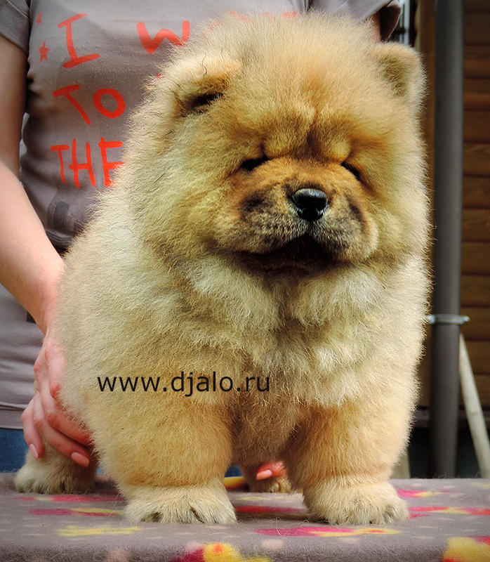 Chow-chow puppy red girl Seldom Gift Djalo