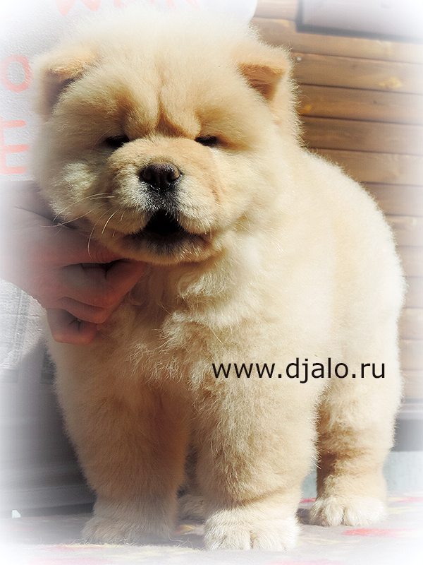 Chow-chow puppy cream male Sensational Kiss Djalo