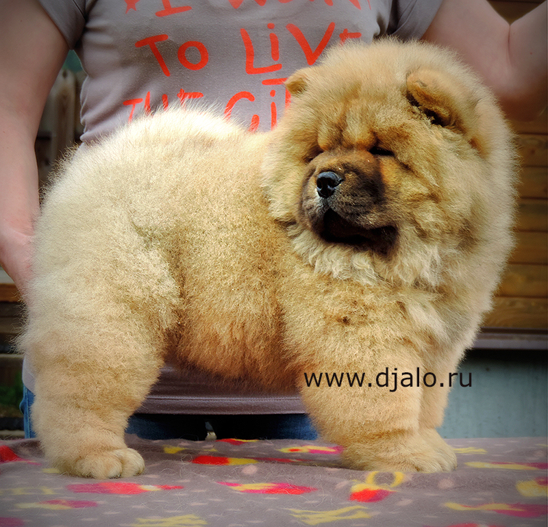 Chow-chow puppy red girl Sky Dream Djalo