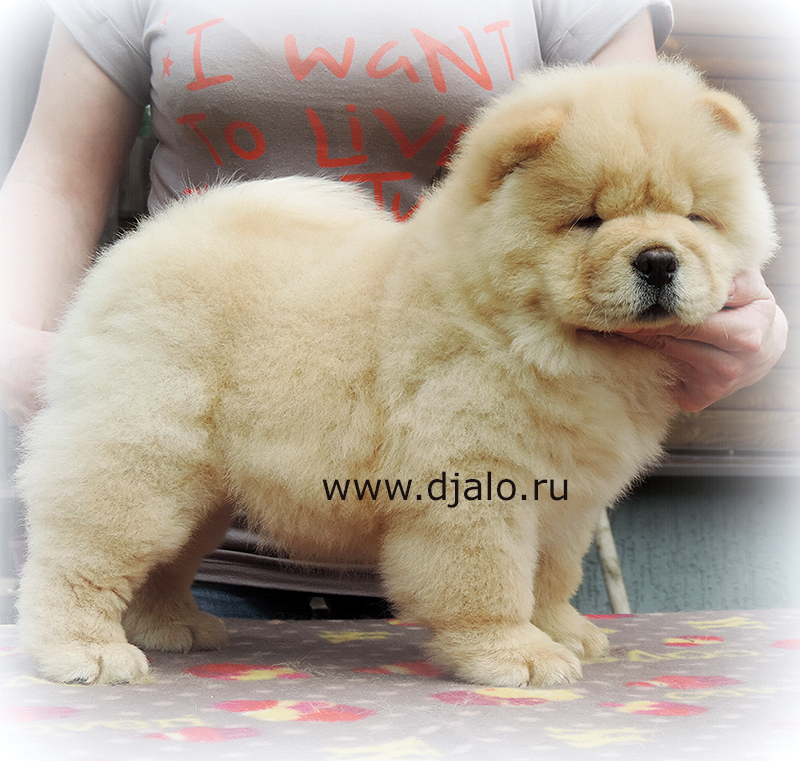 Chow-chow puppy cream male Sugar Candy Djalo