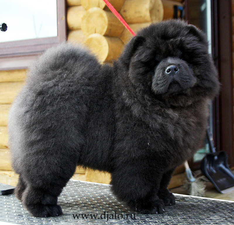 Chow-chow puppy black girl (red ribbon) Tropical Paradise Djalo