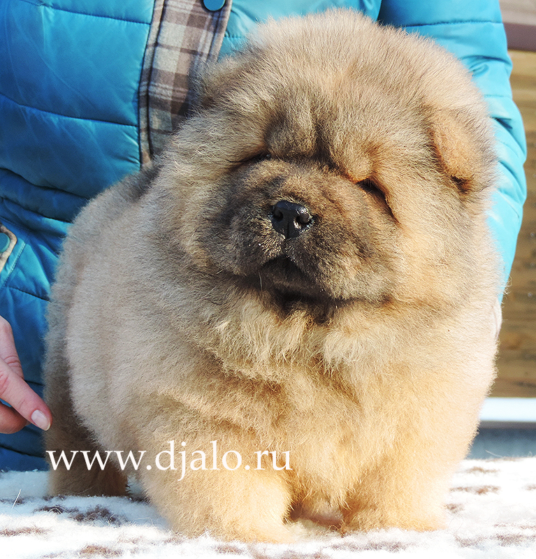 Chow-chow puppy red girl Taste of Honey Djalo