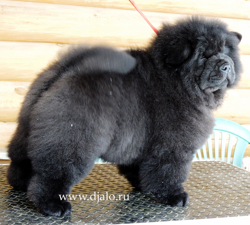 Chow-chow puppy black girl (blue ribbon) Tip-Top Fashion Djalo