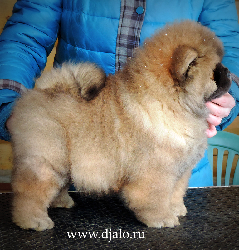 Chow-chow puppy red male Unreal Pleasures Djalo