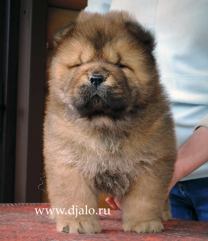Chow-chow puppy red boy 1