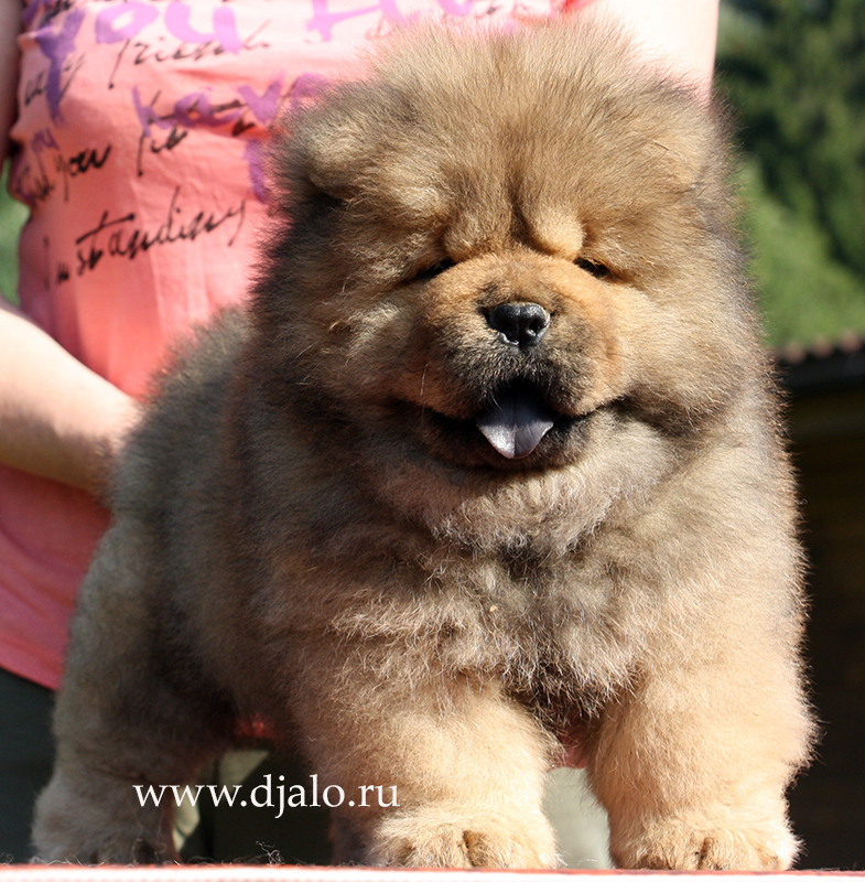 Chow-chow puppy red girl Chio-Chio Sun Djalo