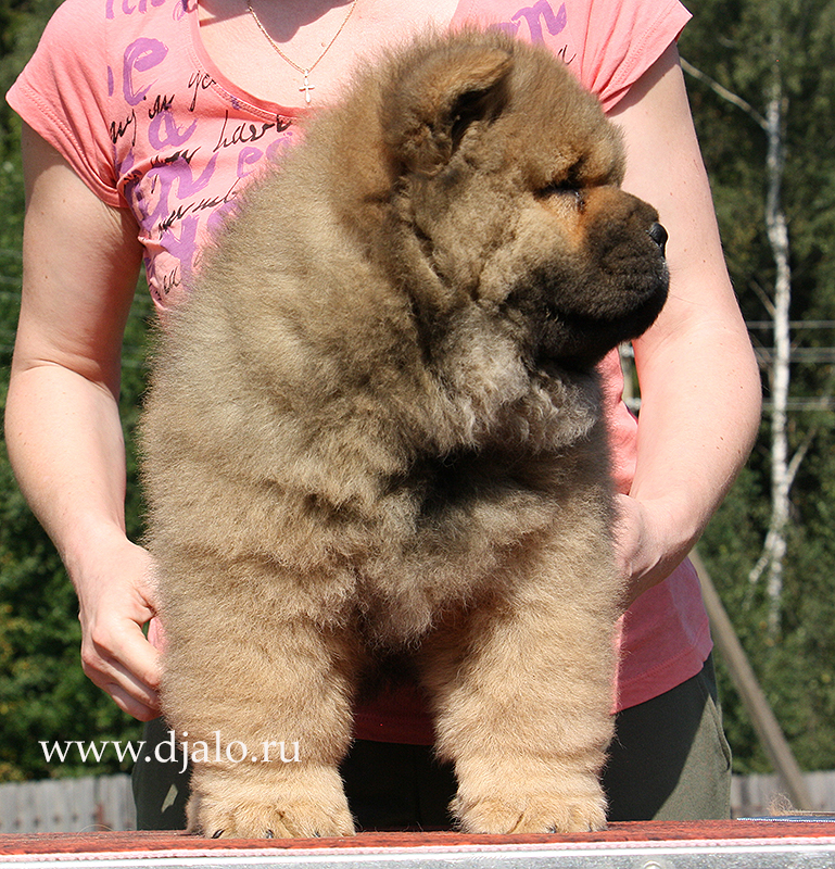 Chow-chow puppy red boy Choice The Best Djalo