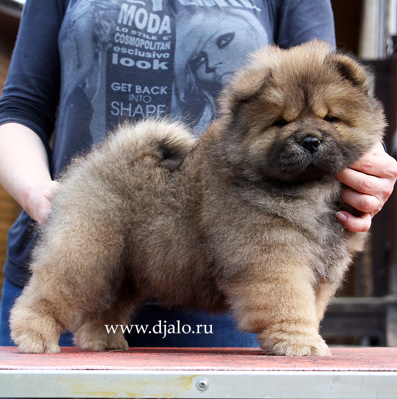 Chow-chow puppy red girlа Cherry Blossom Djalo