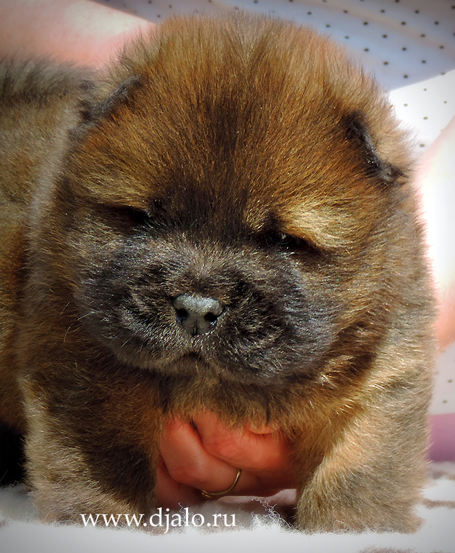 Chow-chow puppy red boy 3