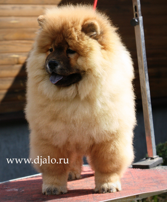 Chow Chow puppy red female kennel Djalo