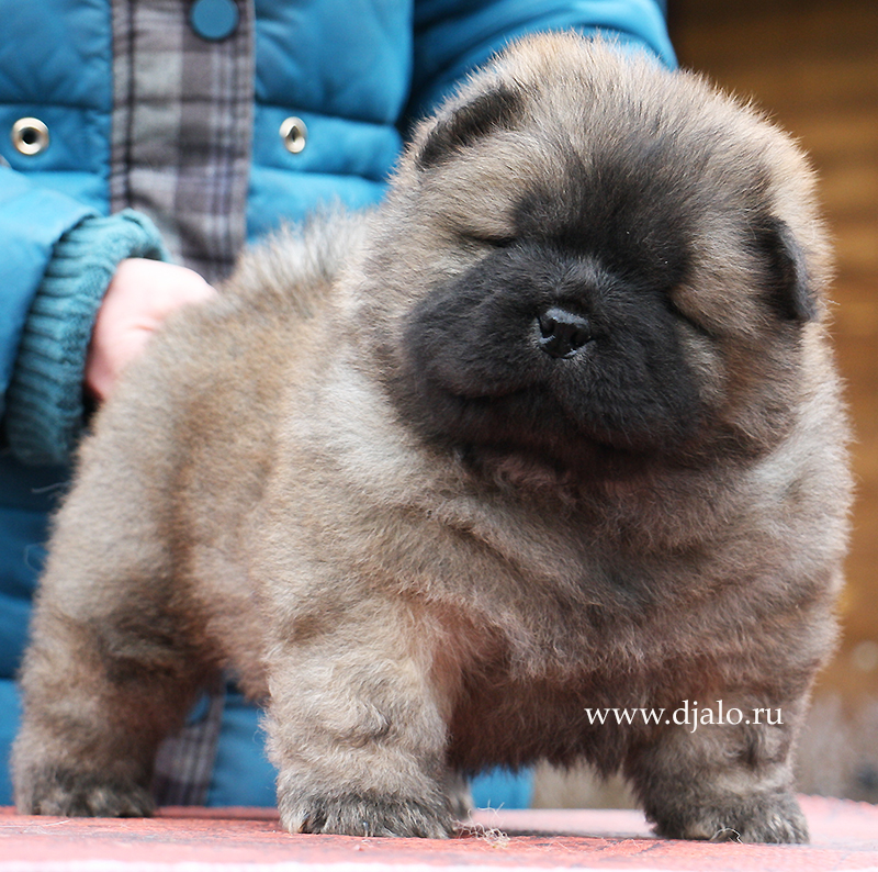 Chow Chow puppy red male kennel Djalo
