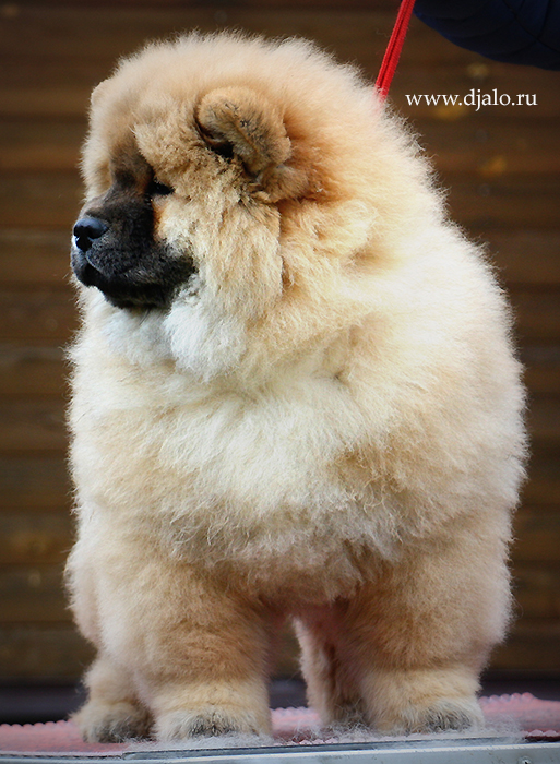 Chow Chow puppy red female kennel Djalo