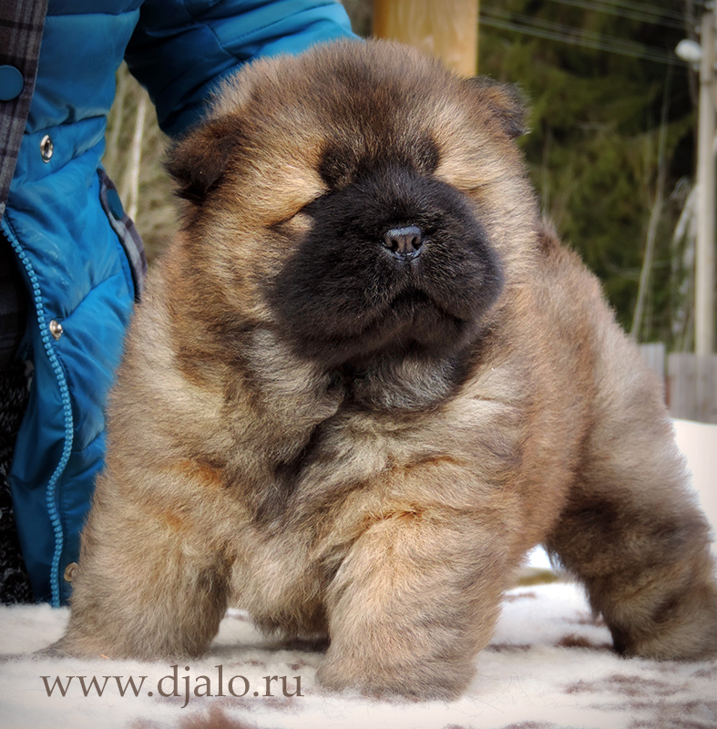 Chow-chow puppy red girl Flaming Coquette Djalo