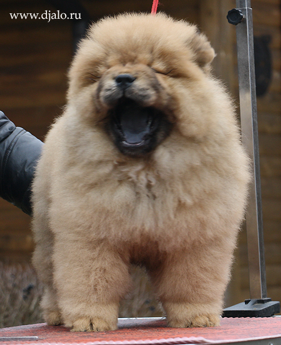 Chow-chow puppy red dog Shining Luster Djalo
