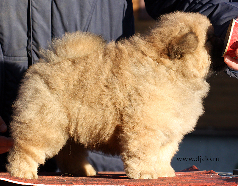 Chow-chow puppy red dog Shining Luster Djalo