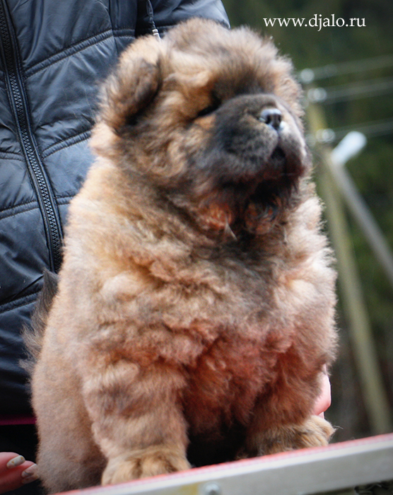 Chow-chow puppy red dog Yujin Pop-Star Djalo