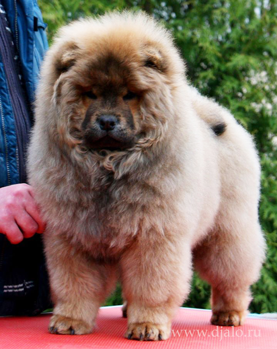 Chow-chow puppy red girl Djalo