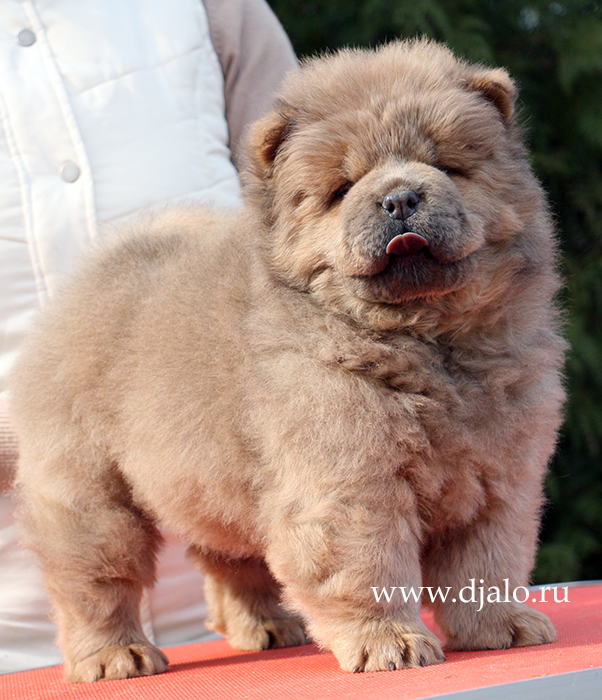 Chow-chow puppy fawn girl Djalo
