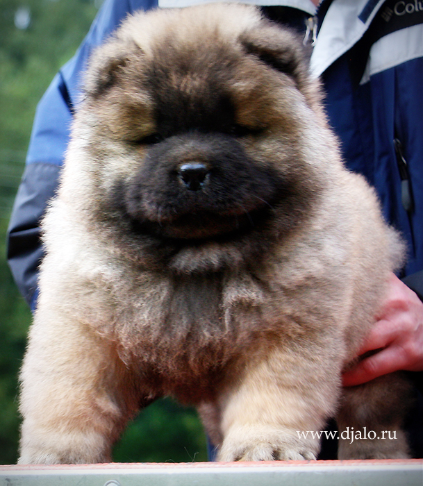 Chow-chow puppy red male kennel Djalo