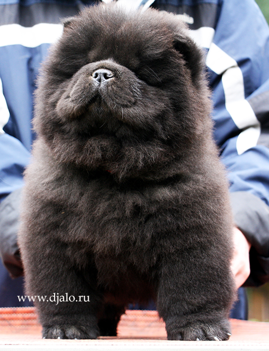 Chow-chow puppy black male kennel Djalo