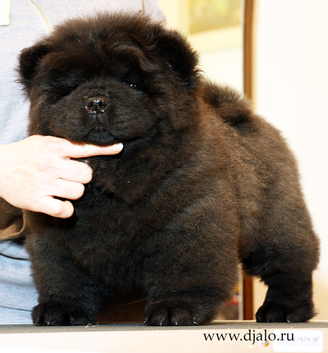 Chow-chow puppy black male Get Along Djalo
