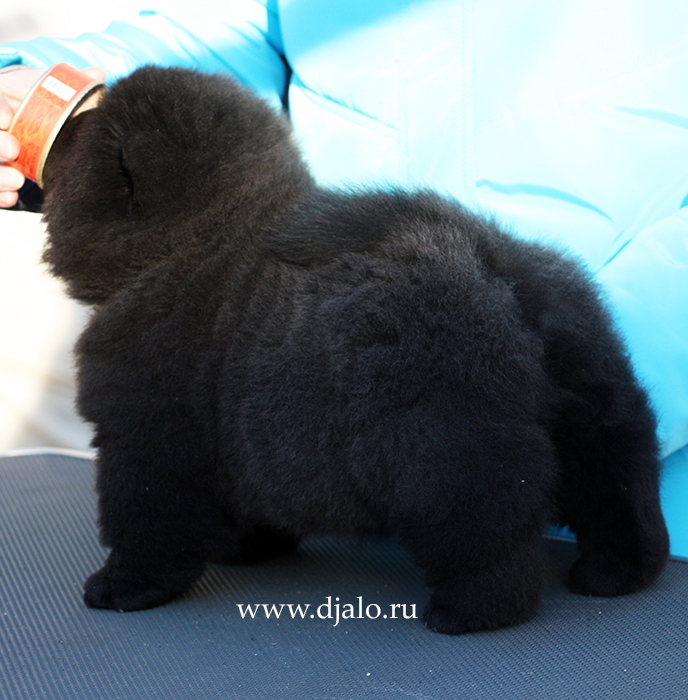 Chow-chow puppy black male Gem Stone Djalo