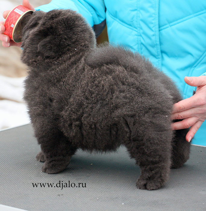 Chow-chow puppy blue male kennel Djalo