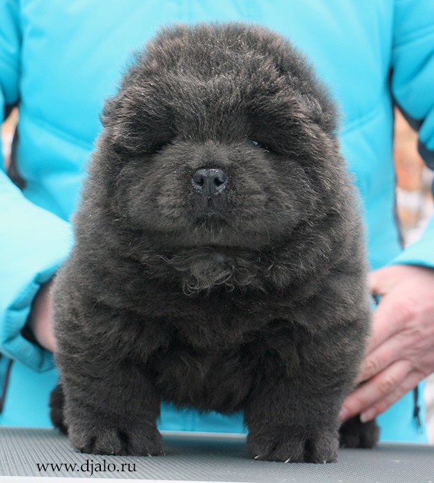 Chow-chow puppy blue male kennel Djalo