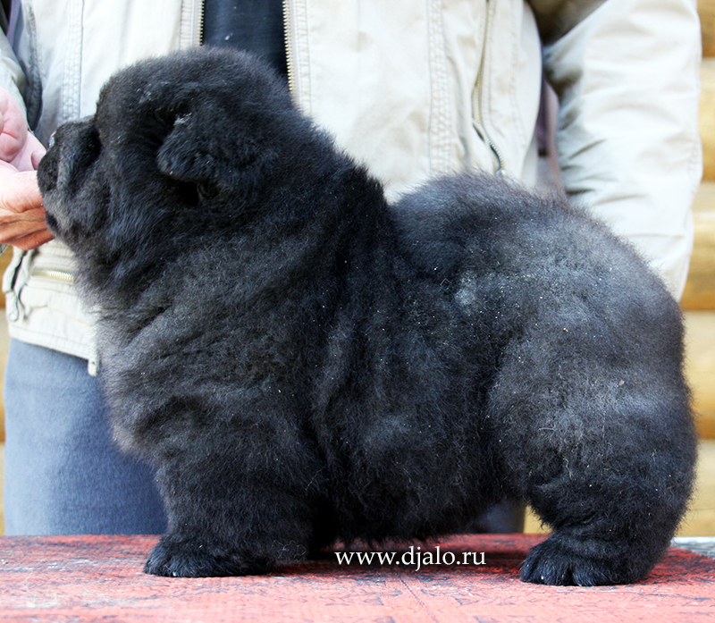 Chow-chow puppy black boy Jaguar Djalo