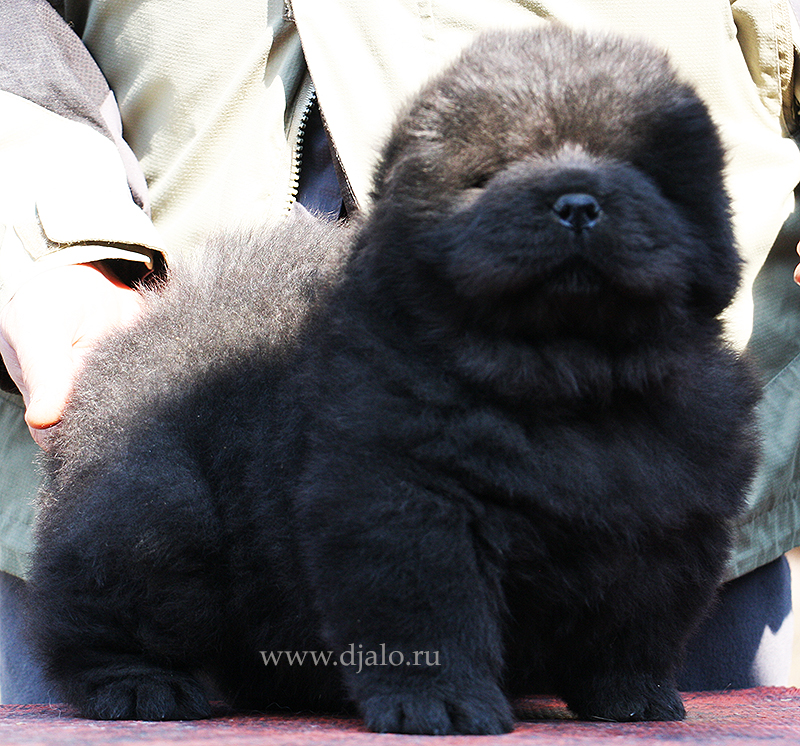 Chow-chow puppy black boy Jaguar Djalo