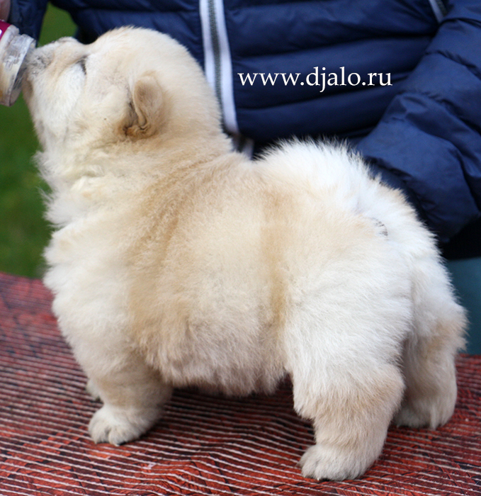 Chow-chow puppy cream female kennel Djalo