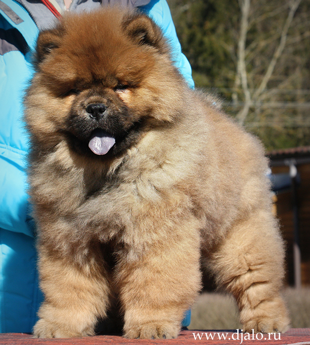 Chow-chow puppy red male Comme Il Faut Djalo
