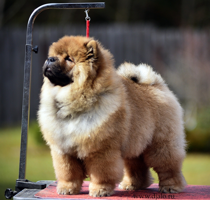 Chow-chow puppy red male Comme Il Faut Djalo