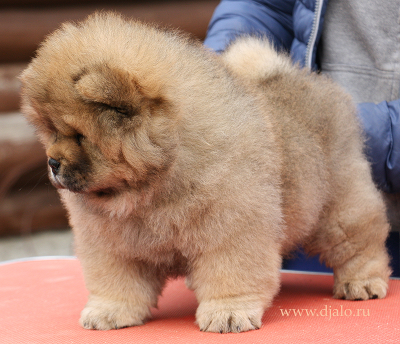 Chow-chow puppy red girl Eulalia Djalo
