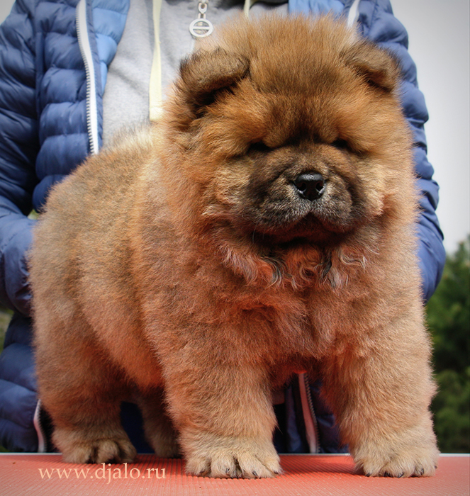Chow-chow puppy red dog, Elizar Djalo