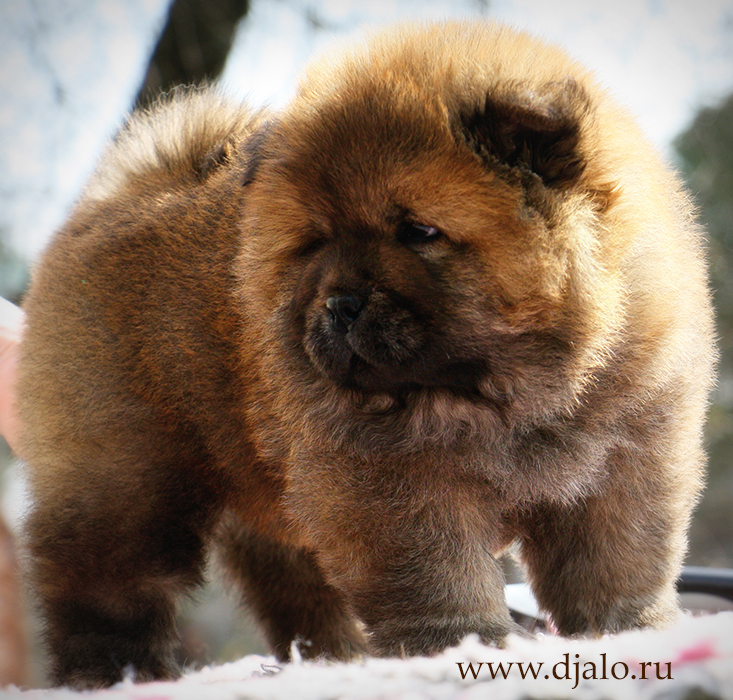 Chow-chow puppy red dog, Elizar Djalo