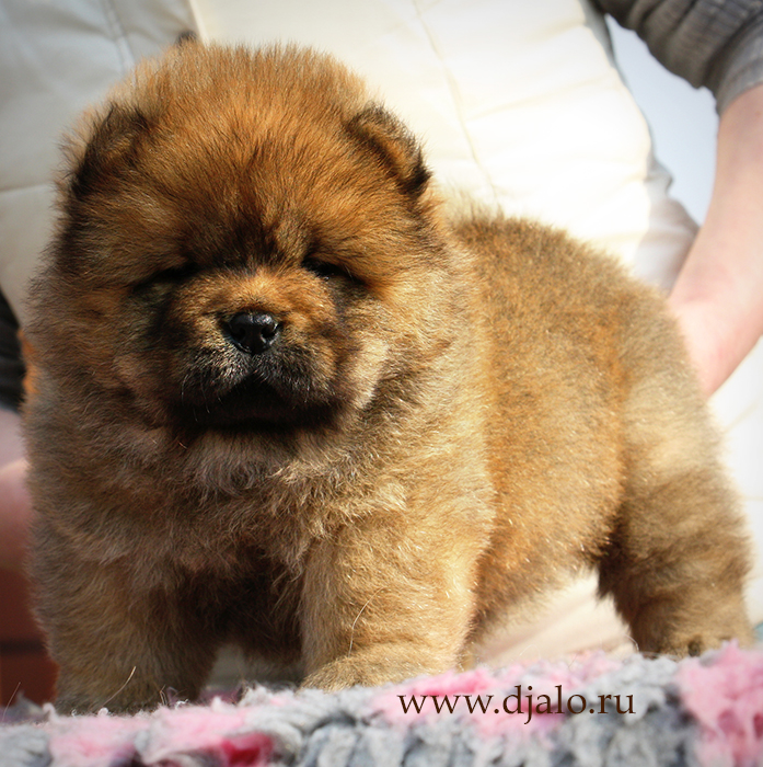 Chow-chow puppy red girl Eulalia Djalo
