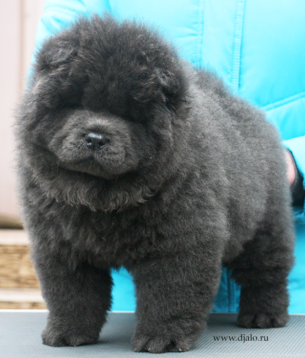 Chow-chow puppy blue male Djal