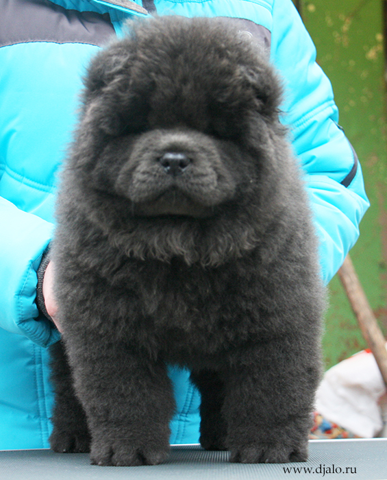 Chow-chow puppy blue male Djal