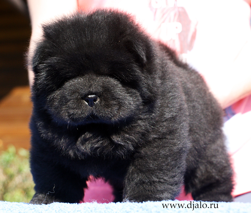 Chow-chow puppy black male 1 J... Djalo