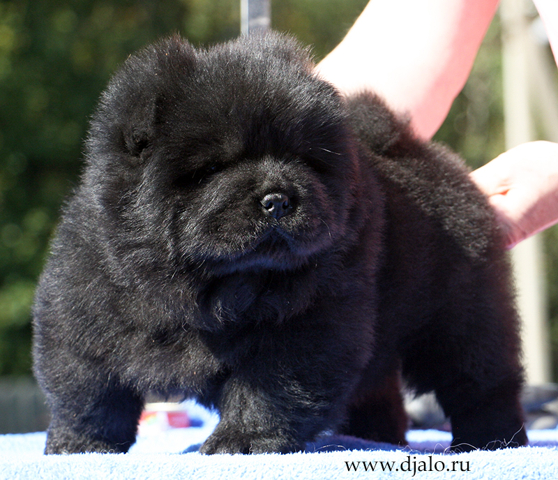Chow-chow puppy black male 2 J... Djalo